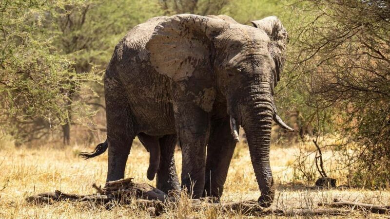 Mikumi National Park: 3-Day 2-Night Camping Safari - Day 1: From Dar es Salaam to Mikumi via Maasai Culture