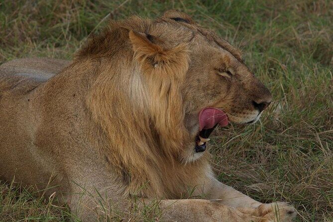 Mikumi National Park 3 Day Tour - A Closer Look at the 3-Day Itinerary
