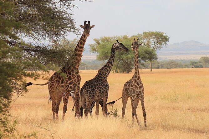 Mikumi National Park 3 Day Tour - Who Is This Tour Best For?