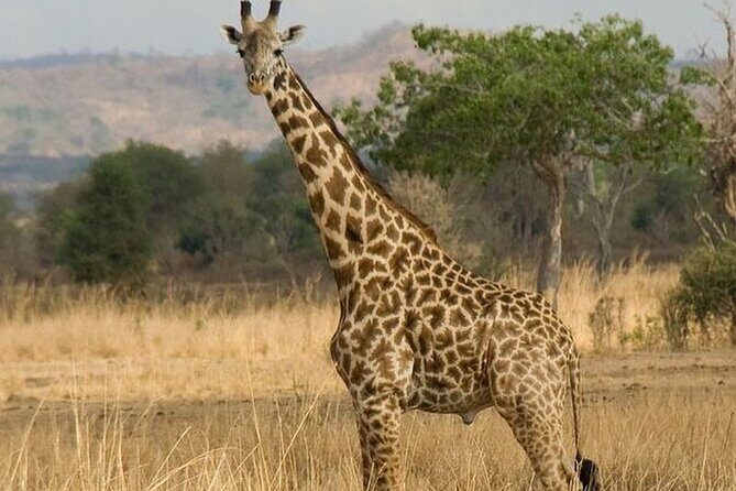 Mikumi National Park 3 Day Tour - Frequently Asked Questions