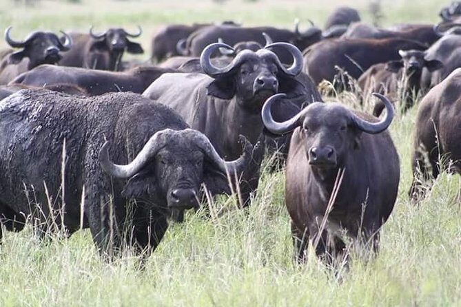 Mikumi National Park 3 Days - An In-Depth Look at the 3-Day Mikumi Safari