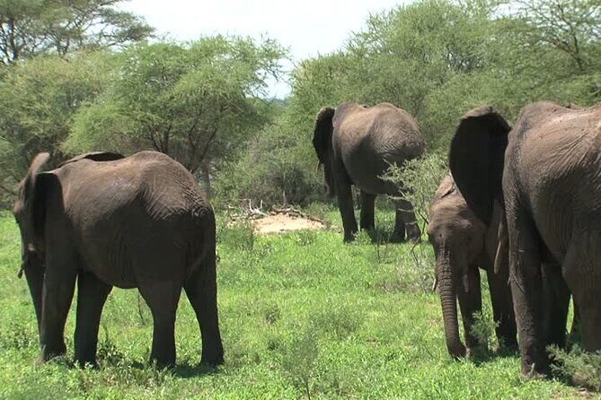 Mikumi National Park 3 Days - Who Should Consider This Tour?