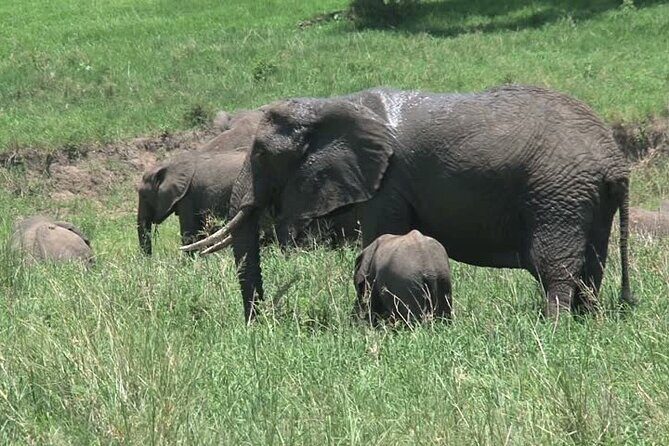 Mikumi National Park 3 Days - FAQ