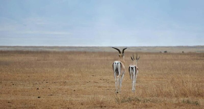 Mikumi National Park and Selous Game Reserve: 4-Day Safari - Key Points