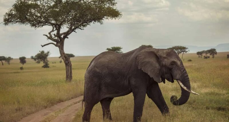 Mikumi National Park and Selous Game Reserve: 4-Day Safari - Introduction: Why This Safari Might Be Just Right