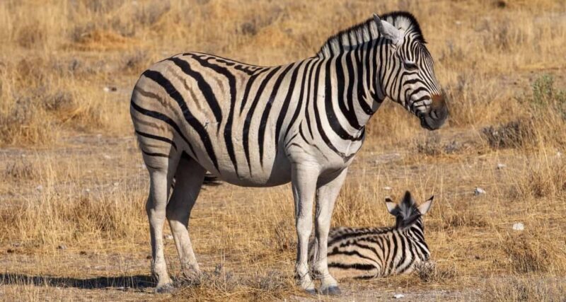 Mikumi National Park and Selous Game Reserve: 4-Day Safari - What Sets This Tour Apart?