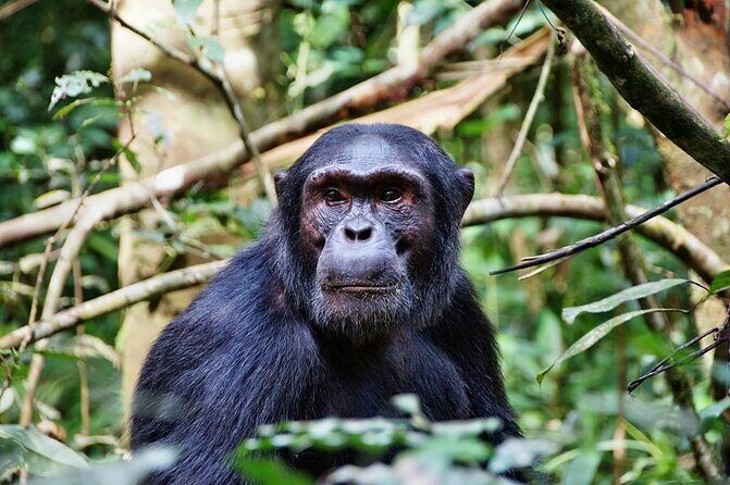 Mikumi National Park And Udzungwa Mountains National Park From Morogoro 2 Days - Key Points