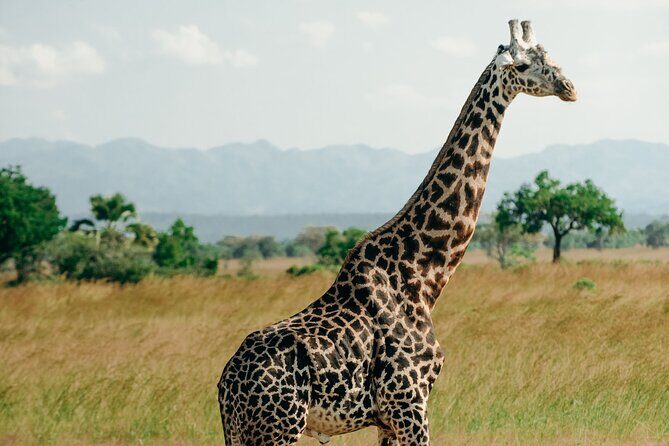 Mikumi National Park And Udzungwa Mountains National Park From Morogoro 2 Days - Highlights and Potential Drawbacks