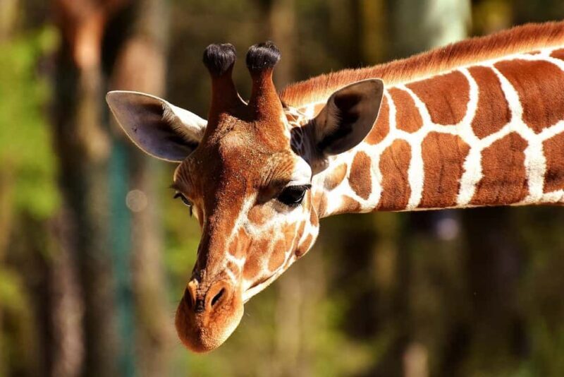 Mikumi National park Day Safari by car from Dar es salaam - Final Thoughts: Who Should Consider This Tour?