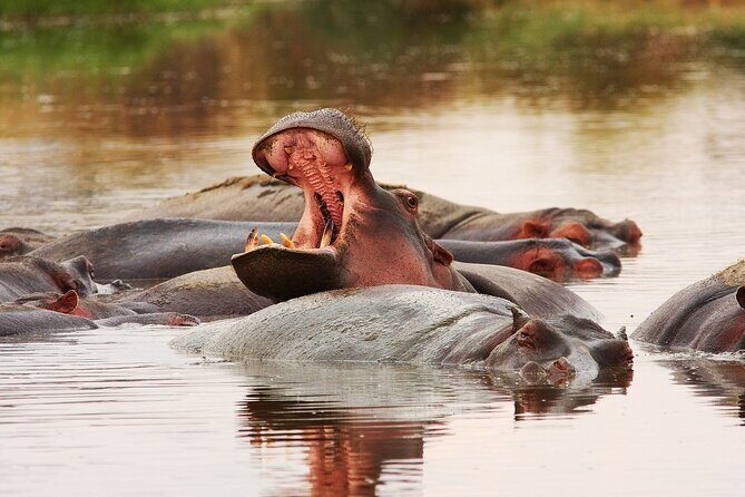 Mikumi National Park Day Trip by Train From Dar Es Salaam - Introduction