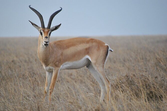 Mikumi National Park Day Trip by Train From Dar Es Salaam - Key Points