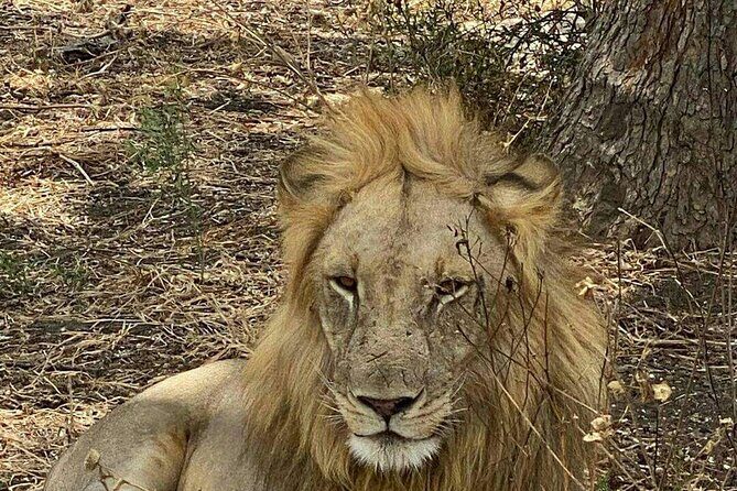 Mikumi National Park Day Trip - An Authentic Day in Mikumi: What to Expect