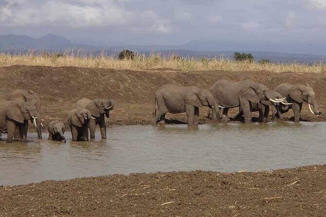 Mikumi National Park Day Trip - Who Will Enjoy This Tour?