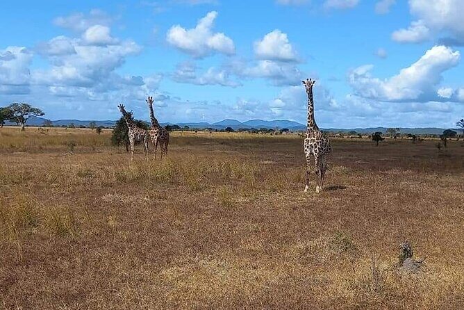 Mikumi National Park Day Trip - FAQ
