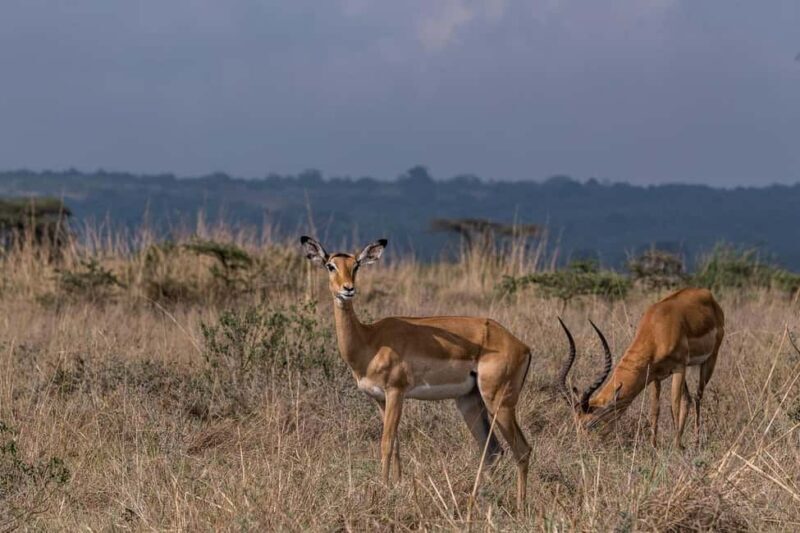 Mikumi National Park day trip safari from Zanzibar by flight - The Practical Side: What You Should Know