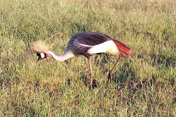 Mikumi national park full day tour - The Full Itinerary Breakdown