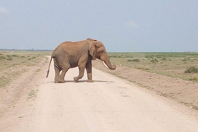 Mikumi national park full day tour - The Price & Overall Value