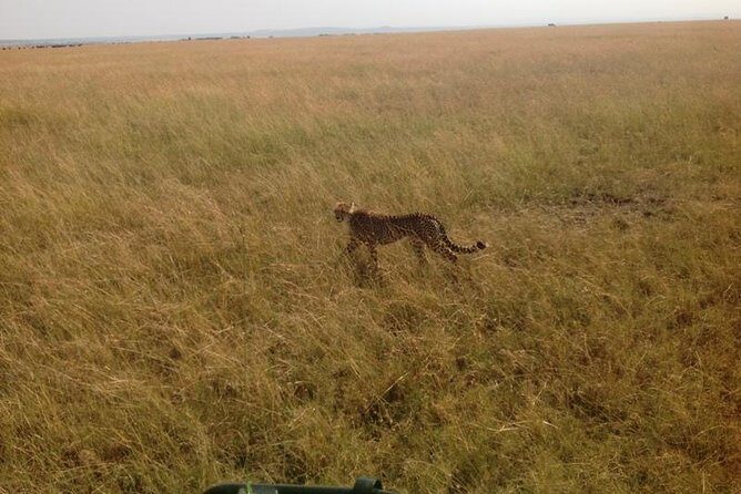Mikumi national park full day tour from Dar es sallam - The Value of the Tour