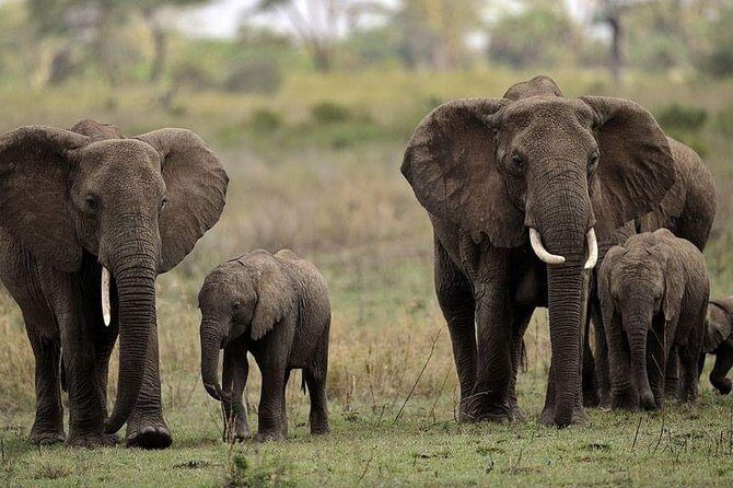 Mikumi National Park in a Day - A Day Tour from Morogoro - Key Points