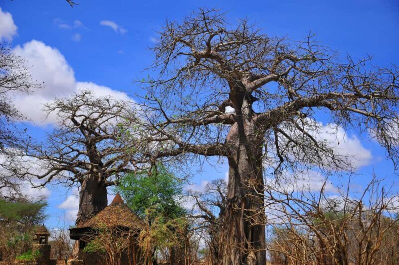 Mikumi National Park & Udzungwa Waterfalls 4-Day Tour - Starting the Journey: Mikumi National Park