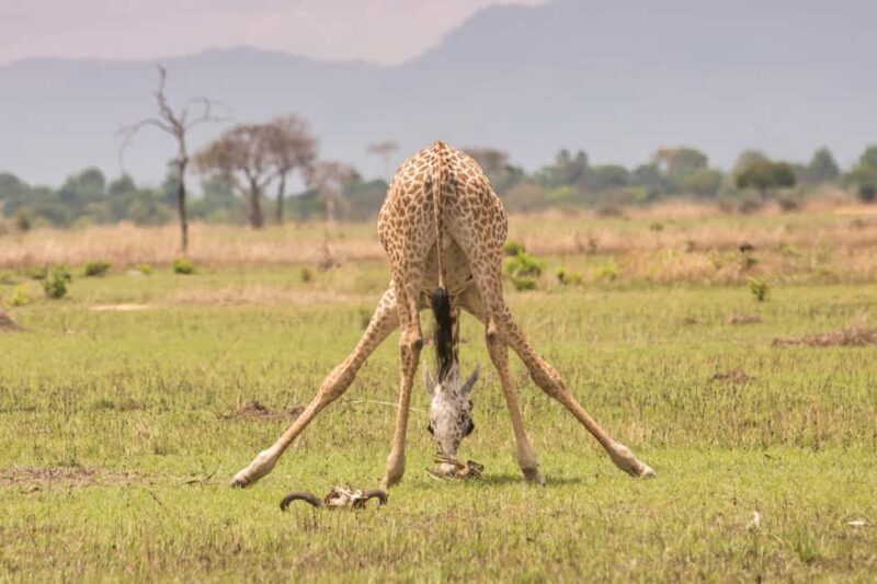 Mikumi National Park & Udzungwa Waterfalls 4-Day Tour - Wrapping Up and Returning Home