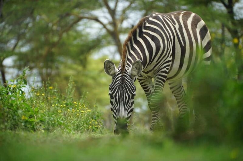 Mikumi Np Cheap & Luxury safari 2 Days From: Dar es salaam - Discover the Mikumi Np 2-Day Safari: A Practical Guide