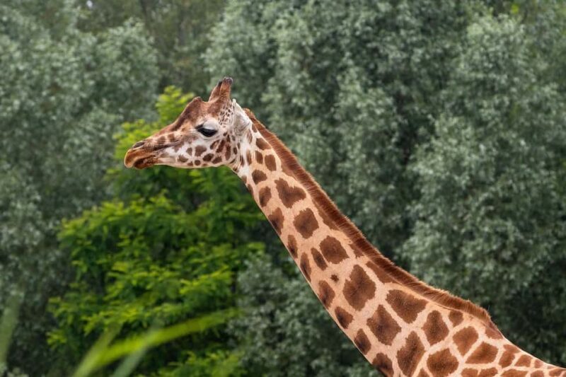 Mikumi Np Cheap & Luxury safari 2 Days From: Dar es salaam - Key Points