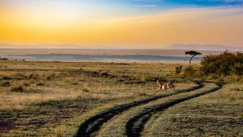 Mikumi Np Cheap & Luxury safari 2 Days From: Dar es salaam - Practical Tips for Travelers
