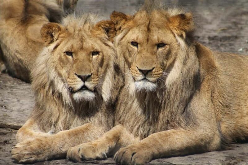 Mikumi Np Cheap & Luxury safari 2 Days From: Dar es salaam - The Sum Up