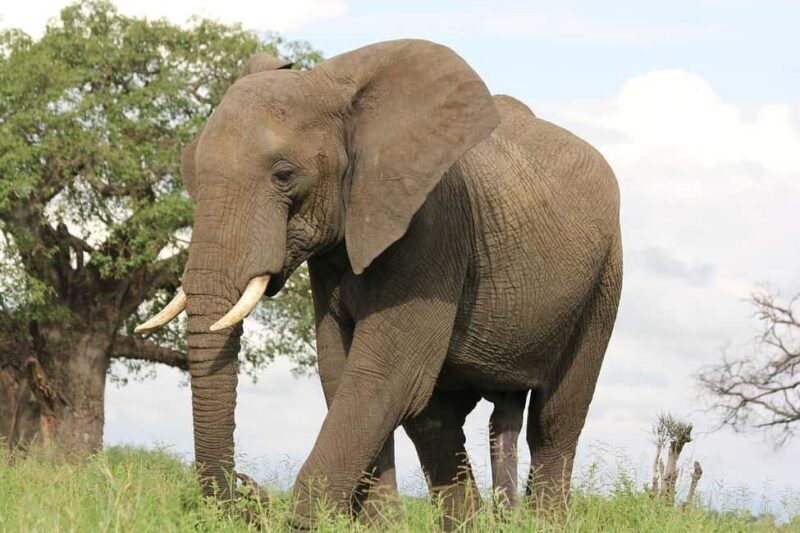 Mikumi Np Cheap & Luxury safari 2 Days From: Dar es salaam - FAQ