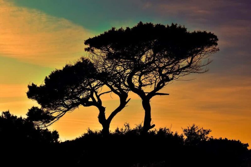 Mikumi NP safari & Maasai village & sunset: 2 days 1 night - Introducing the Mikumi Safari & Maasai Village Experience