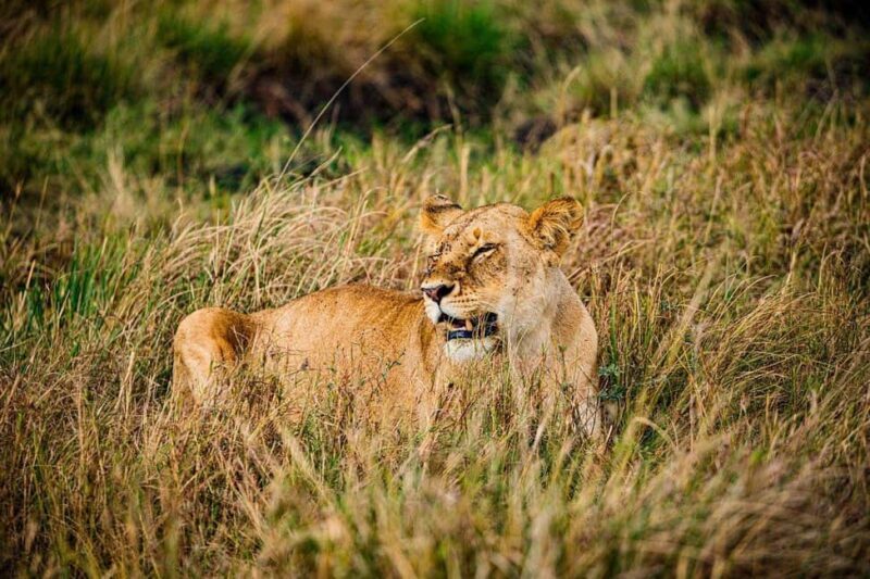 Mikumi NP safari & Maasai village & sunset: 2 days 1 night - What Makes This Tour Stand Out?