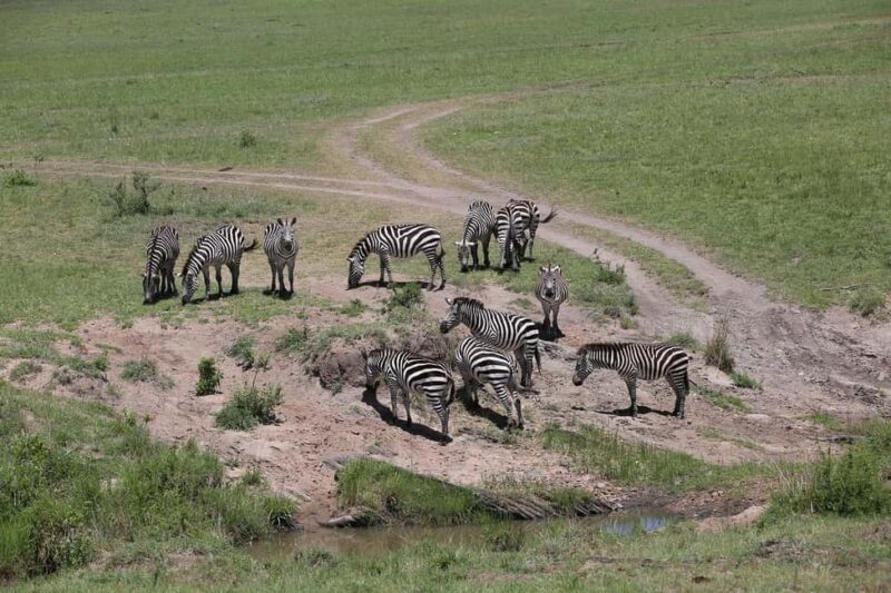 Mikumi NP safari & Maasai village & sunset: 2 days 1 night - Analyzing the Value
