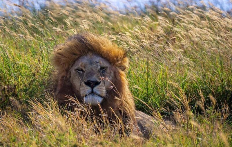 Mikumi NP safari & Maasai village & sunset: 2 days 1 night - Who Would Enjoy This Tour?