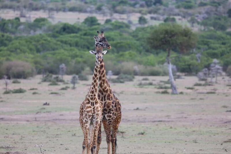 Mikumi NP safari & Maasai village & sunset: 2 days 1 night - Final Thoughts