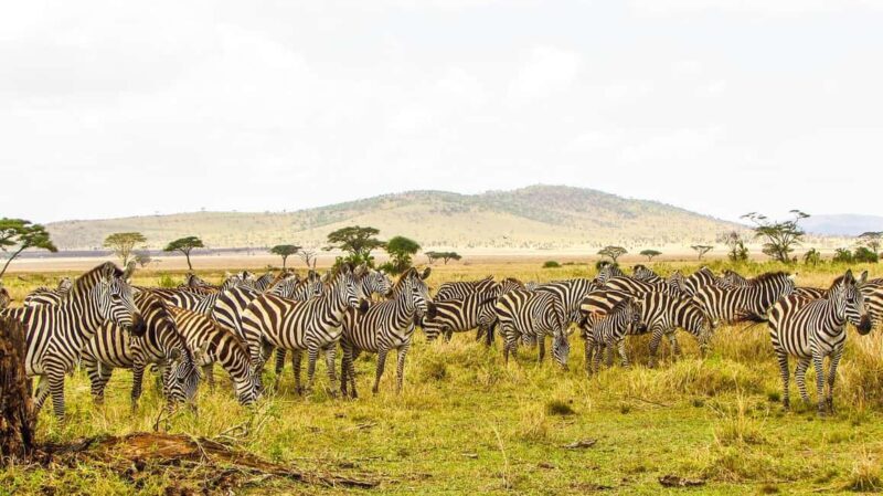 Mikumi Safari, Chizua Waterfalls & Maasai Village 3-Day Tour - Who Is This Tour Best For?