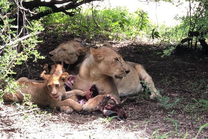 Mikumi Safari Tour: Day Trip Return Flight From Zanzibar - An In-Depth Look at the Mikumi Safari Day Trip