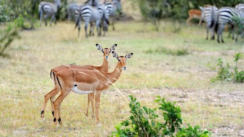 Mikumi & Udzungwa: 4-Day Safari from Zanzibar of Daressalaam - Key Points