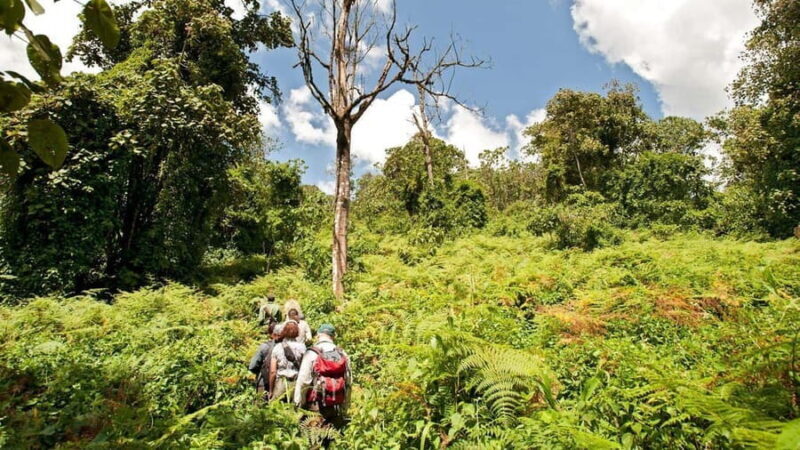 Mikumi & Udzungwa: 4-Day Safari from Zanzibar of Daressalaam - Full Review of the 4-Day Tanzanian Safari