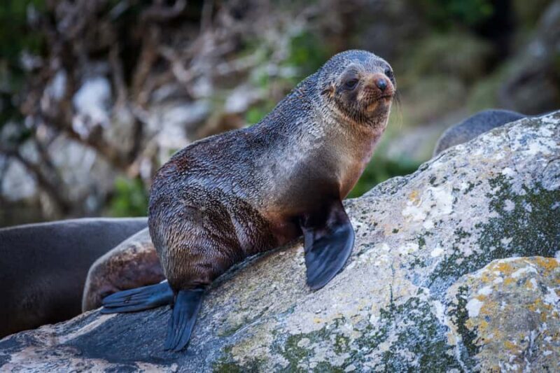 Milford Sound: 2-Hour Small Boat Scenic Cruise - FAQ