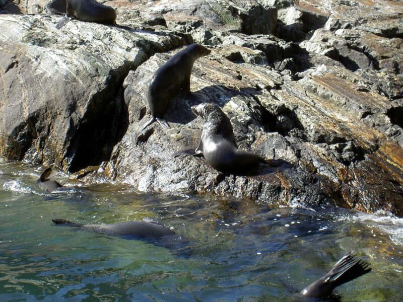 Milford Sound: Boutique Small-Boat Cruise - Authenticity and Reviews