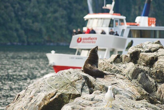 Milford Sound Coach & Extended Cruise from Queenstown - Who Is This Tour Best For?