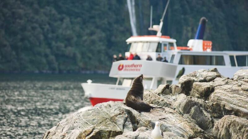 Milford Sound: Discover More on Our Longest Cruise - An In-Depth Look at the Milford Sound Experience