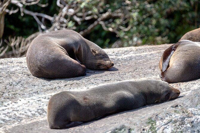 Milford Sound Extended Cruise with Southern Discoveries - Who Should Consider This Tour?