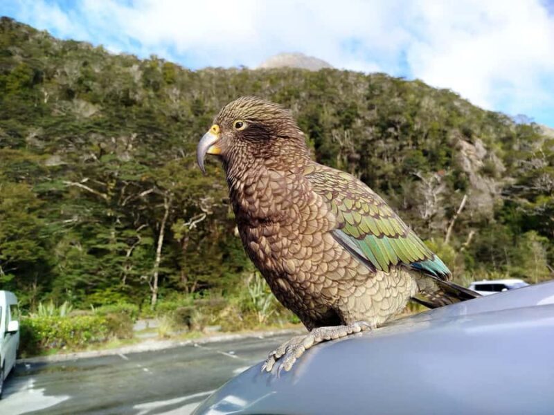 Milford Sound, Mount Cook & More: 4 Day Tour from Queenstown - The Sum Up: Is This the Tour for You?