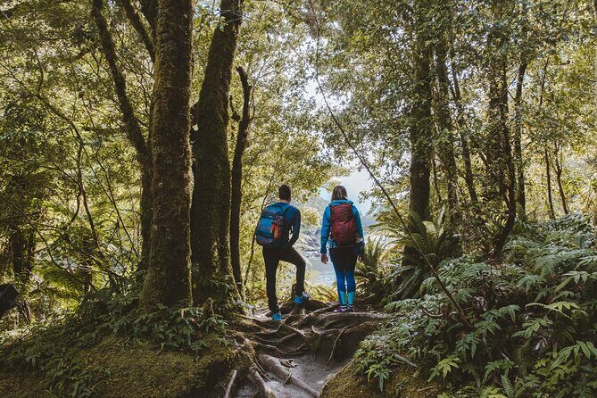 Milford Sound Nature Cruise and Self-Guided Scenic Track Walk - A Closer Look at the Itinerary