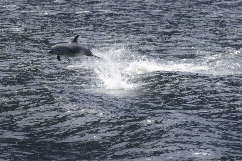 Milford Sound: Premium Small Group Cruise with Canape Lunch - Key Points