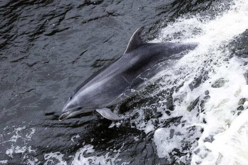 Milford Sound: Wildlife & Nature Cruises - Frequently Asked Questions