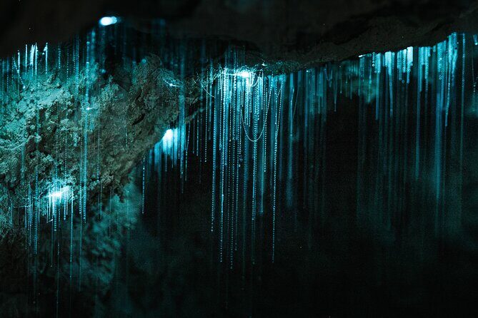Milky Way Glowworm Cave Tour - The Itinerary: What to Expect