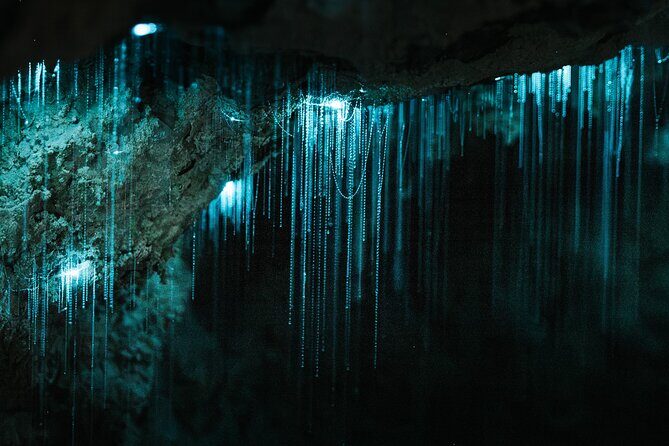 Milkyway Glowworm Cave Tour from Auckland Port - The Itinerary in Detail